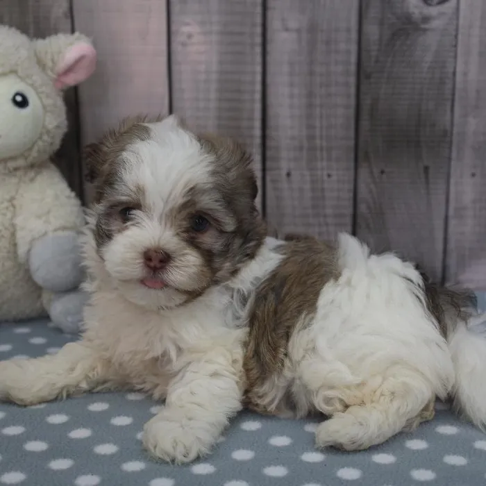 Female Havanese Puppy for Sale in Schererville, IN