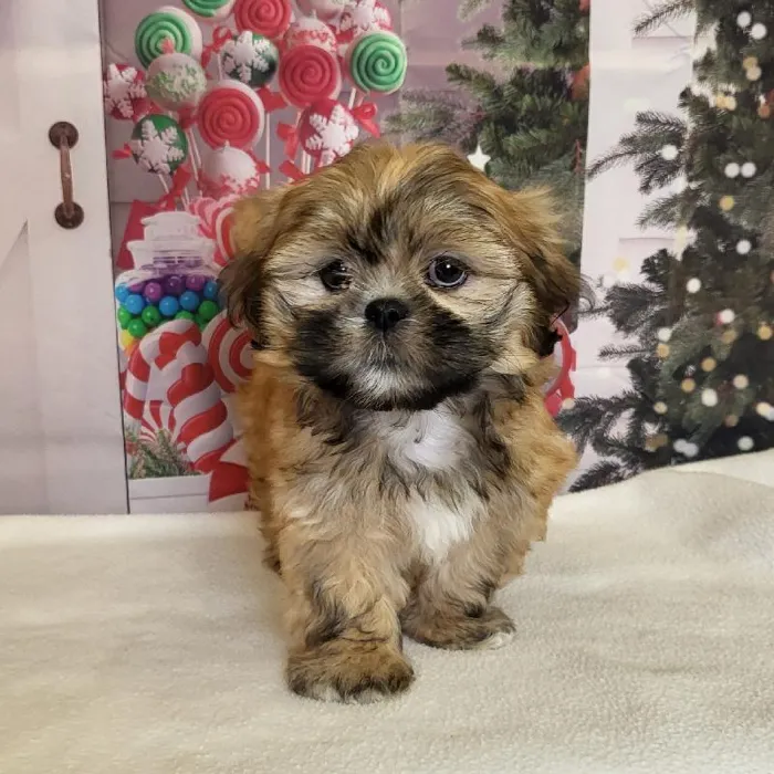 Male Lhasa Apso Puppy for Sale in Schererville, IN