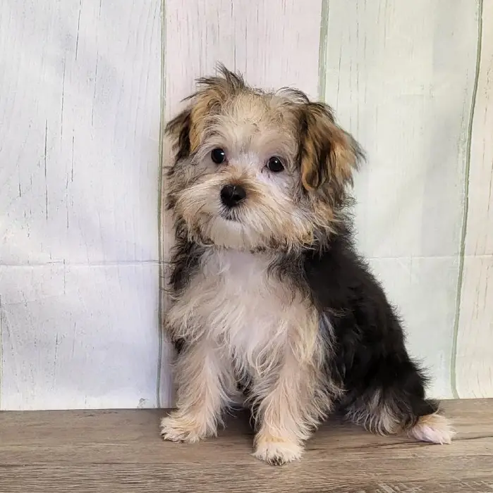Female Morkie Puppy for Sale in Indianapolis, IN
