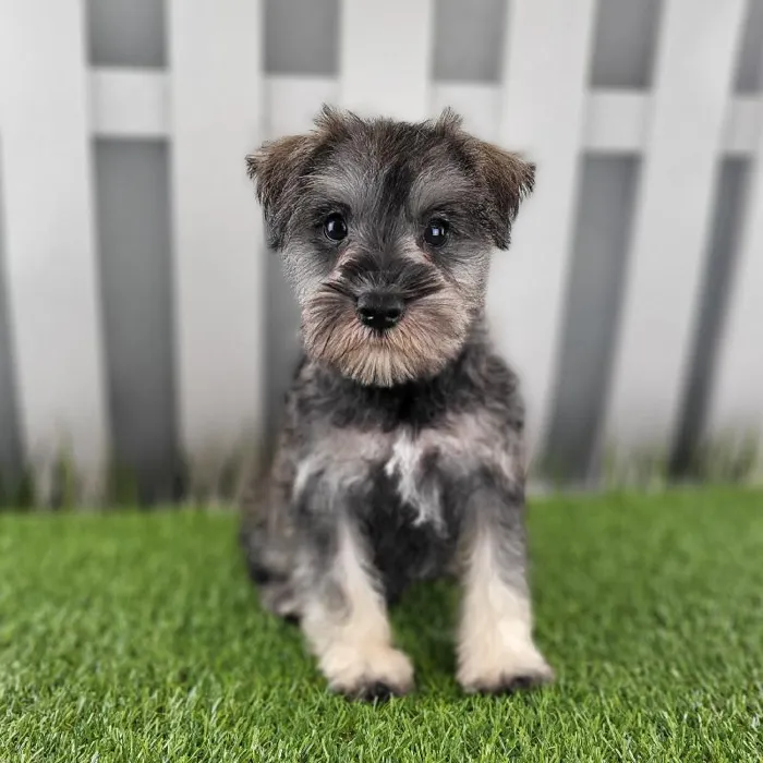 Male Miniature Schnauzer Puppy for Sale in Schererville, IN