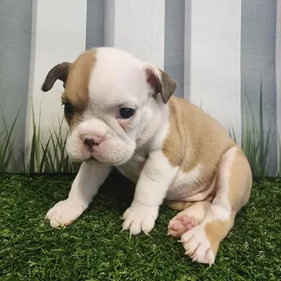 Female English Bulldog Puppy for Sale in Schererville, IN