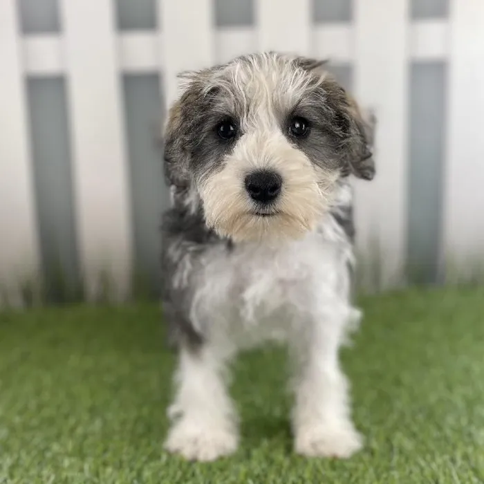 Male Miniature Schnauzer Puppy for Sale in Schererville, IN