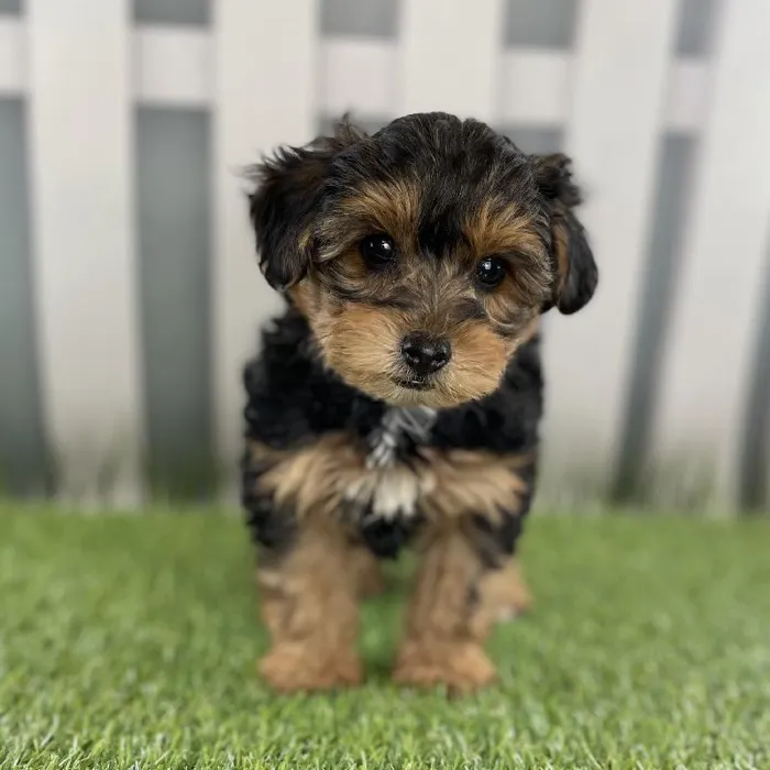 Male Yorkie-Poo Puppy for Sale in Schererville, IN