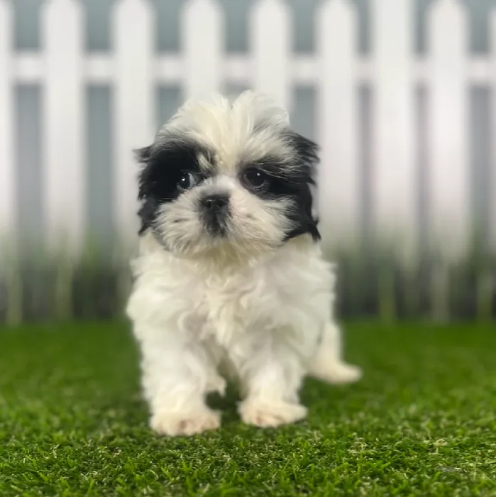 Female Shih Tzu Puppy for Sale in Indianapolis, IN
