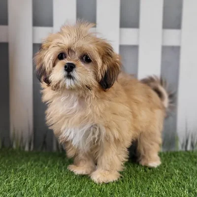 Female Lhasa Apso Puppy for Sale in Schererville, IN