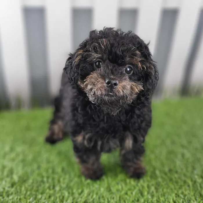 Female ShihPoo Puppy for Sale in Indianapolis, IN