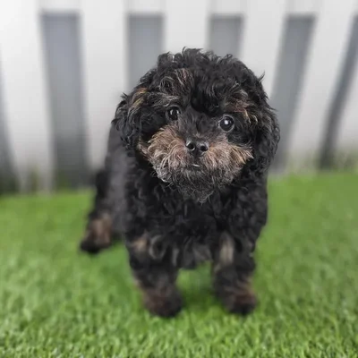 Female ShihPoo Puppy for Sale in Indianapolis, IN
