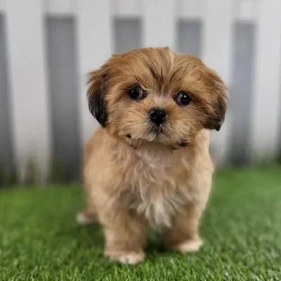 Female Lhasa Apso Puppy for Sale in Schererville, IN