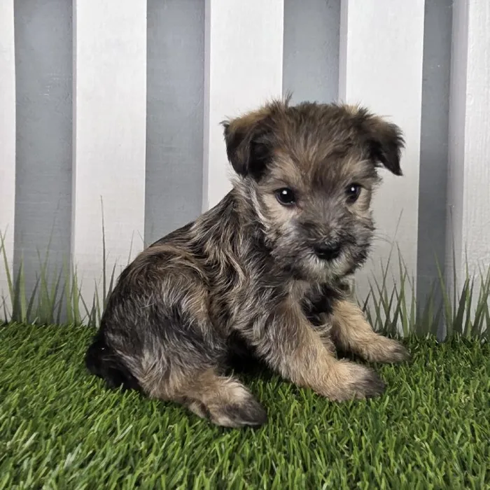Male Schnorkie Puppy for Sale in Schererville, IN