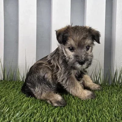 Male Schnorkie Puppy for Sale in Schererville, IN