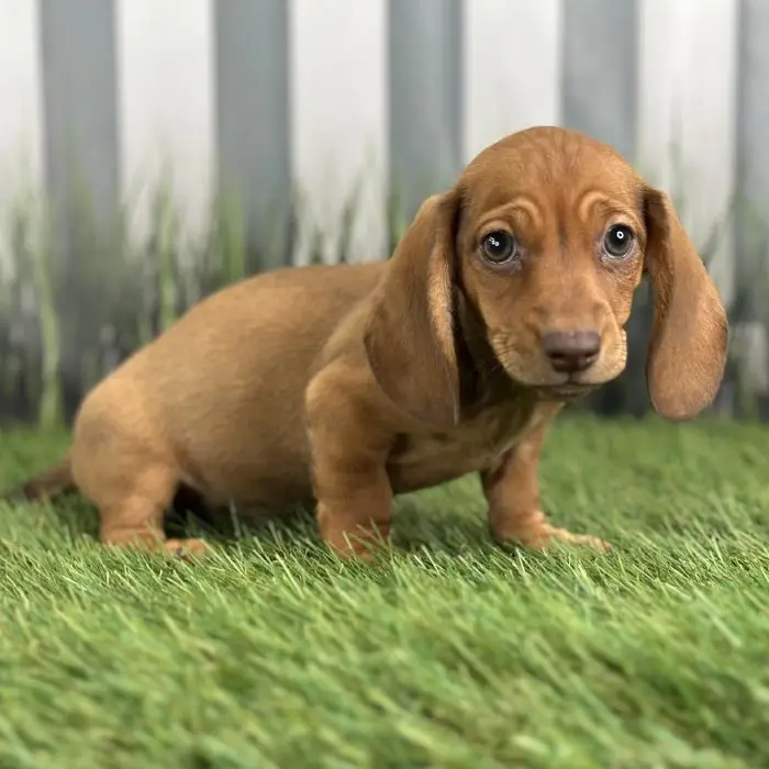 Male Miniature Dachshund Puppy for Sale in Schererville, IN