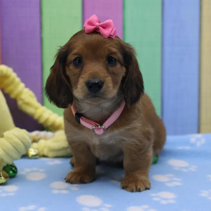 Female Miniature Dachshund Puppy for Sale in Schererville, IN