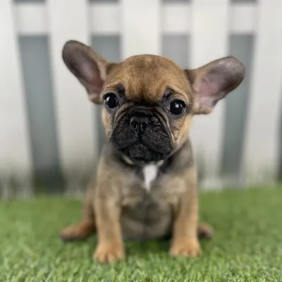 Male French Bulldog Puppy for Sale in Schererville, IN