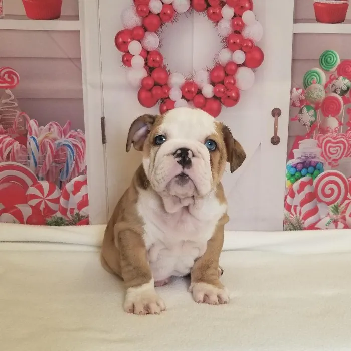 Male English Bulldog Puppy for Sale in Schererville, IN