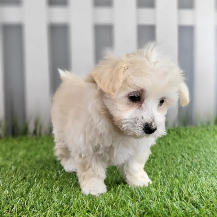 Female Maltipoo Puppy for Sale in Schererville, IN