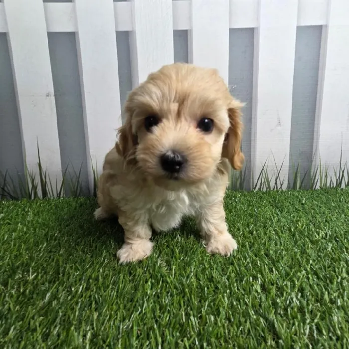 Female Coton-Poo Puppy for Sale in Schererville, IN