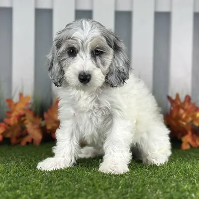 Female Cockapoo Puppy for Sale in Indianapolis, IN