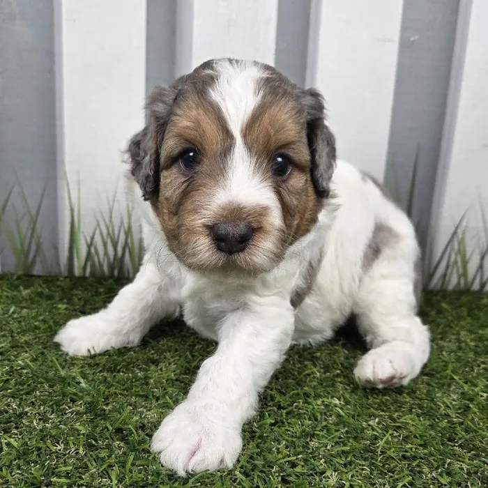 Male Miniature Aussiedoodle Puppy for Sale in Schererville, IN