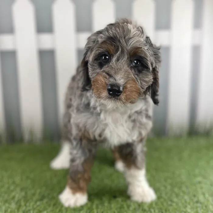 Male Miniature Bernedoodle Puppy for Sale in Schererville, IN