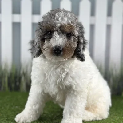 Male Miniature Bernedoodle Puppy for Sale in Schererville, IN