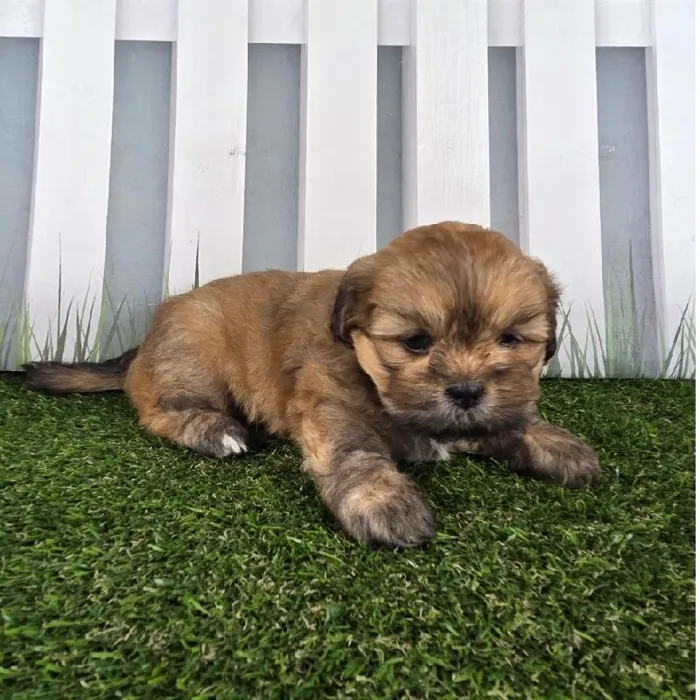 Male Lhasa Apso Puppy for Sale in Schererville, IN