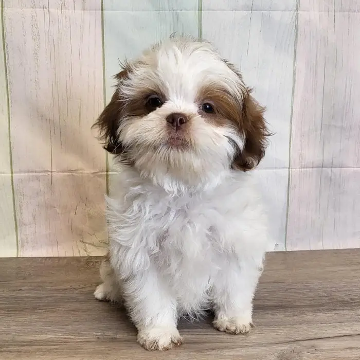 Male ShihPoo Puppy for Sale in Schererville, IN