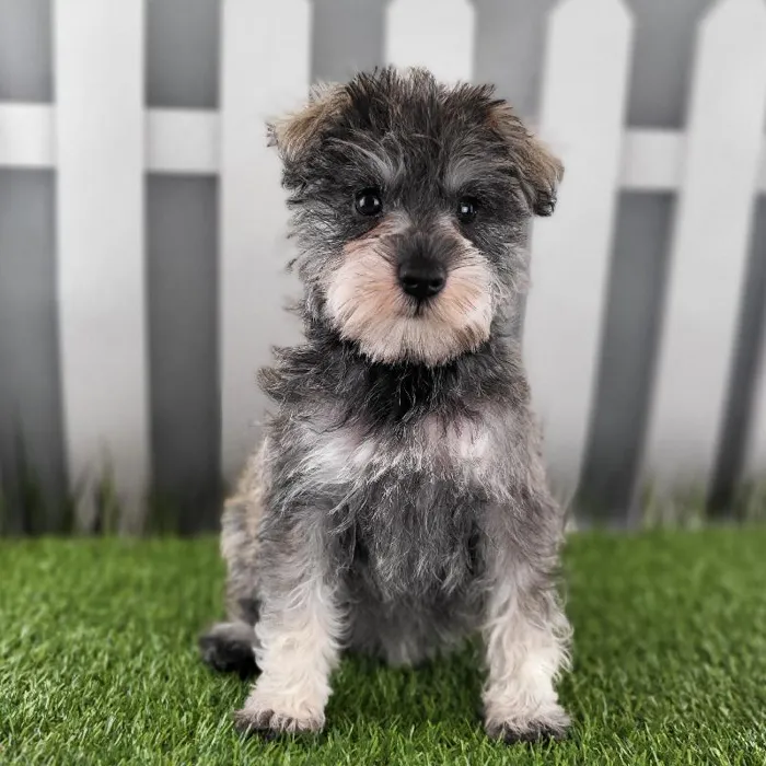 Female Miniature Schnauzer Puppy for Sale in Schererville, IN