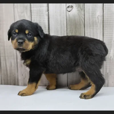 Male Rottweiler Puppy for Sale in Schererville, IN
