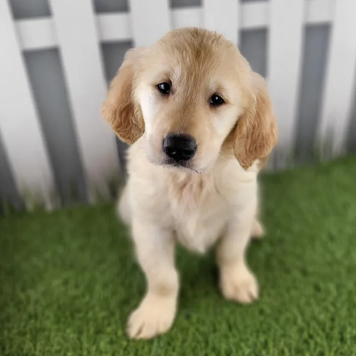 Male Golden Retriever Puppy for Sale in Schererville, IN