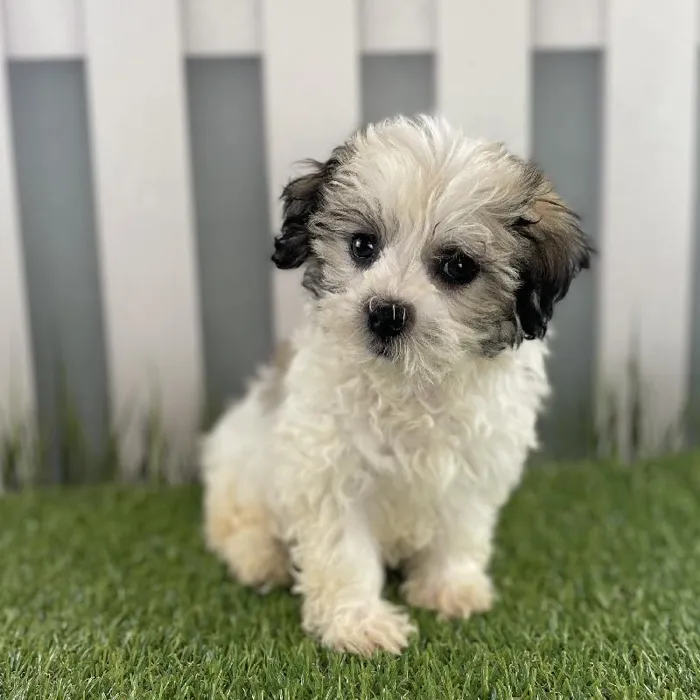 Female Havanese Puppy for Sale in Schererville, IN