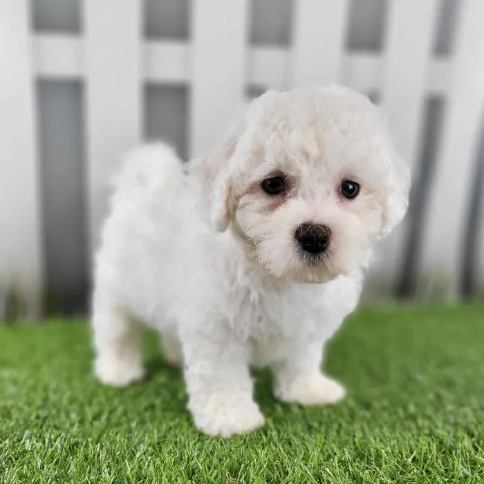 Male Bichon Frise Puppy for Sale in Schererville, IN