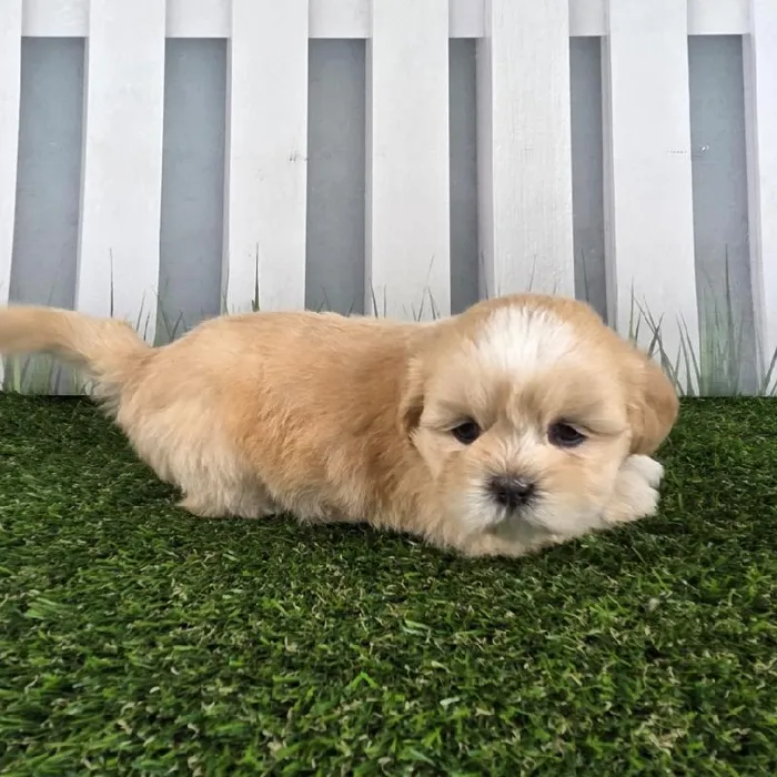 Female Lhasa Apso Puppy for Sale in Schererville, IN