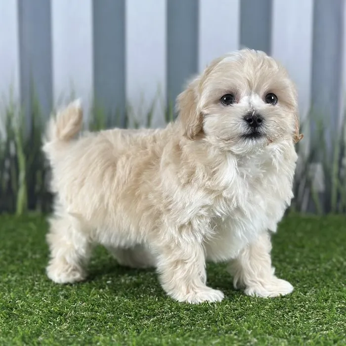 Male Maltipoo Puppy for Sale in Indianapolis, IN