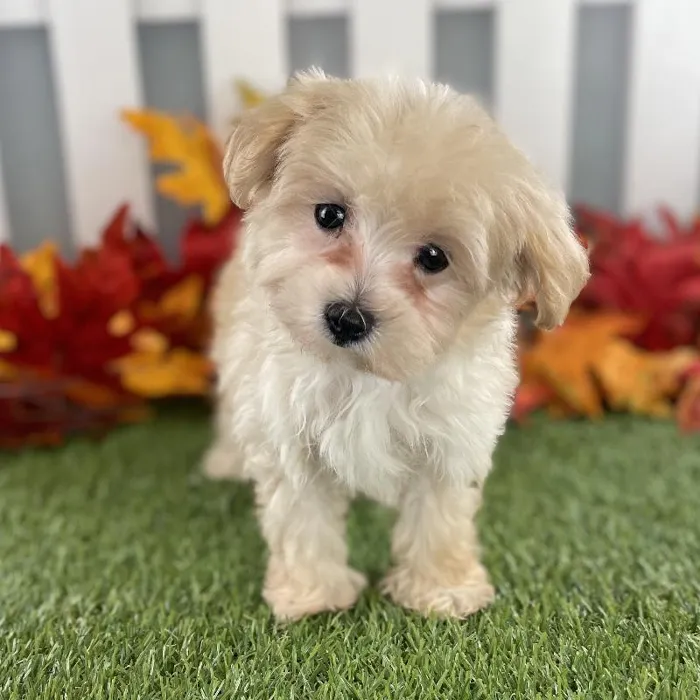 Female Maltipoo Puppy for Sale in Schererville, IN