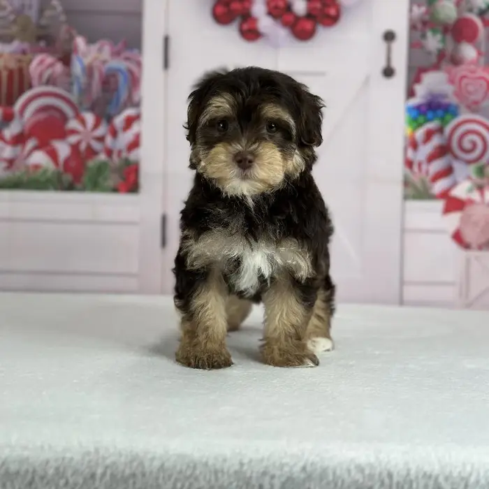 Female Yochon Puppy for Sale in Indianapolis, IN