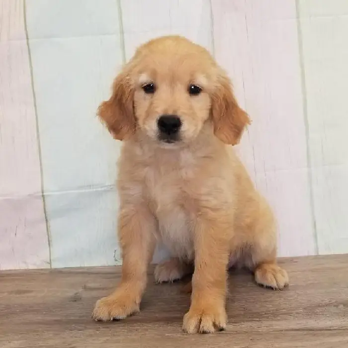 Female Golden Retriever Puppy for Sale in Schererville, IN