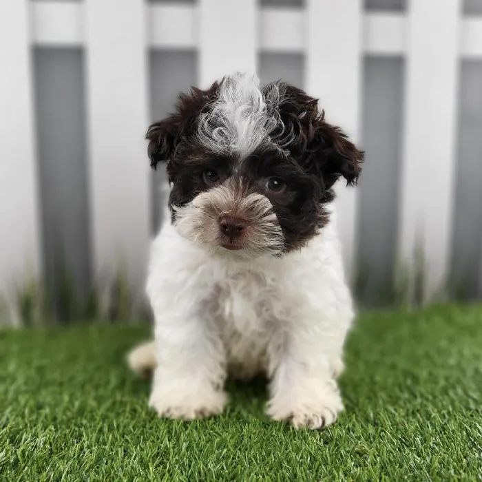 Male Havanese Puppy for Sale in Schererville, IN