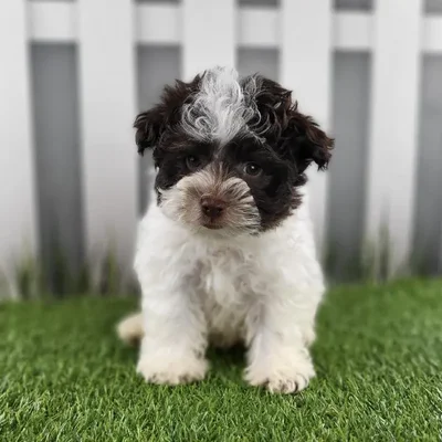 Male Havanese Puppy for Sale in Schererville, IN