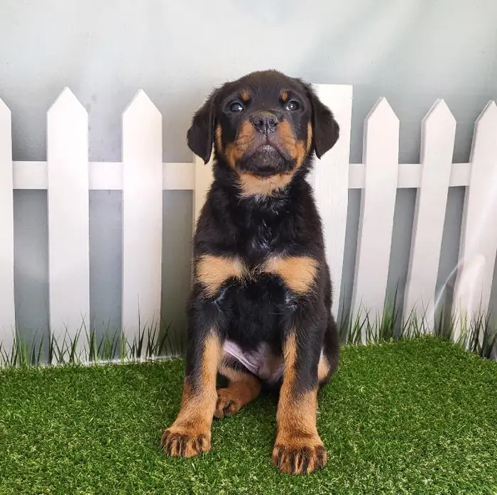 Male Rottweiler Puppy for Sale in Schererville, IN