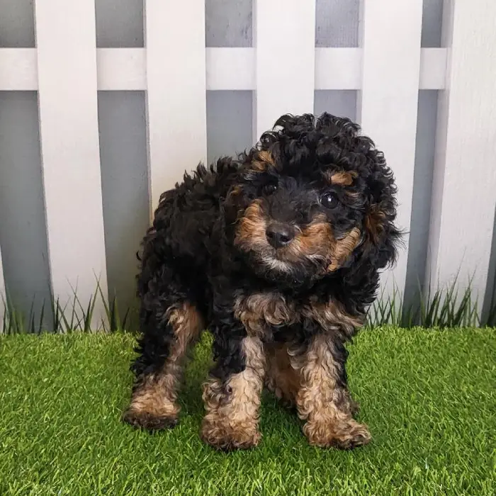Male Cavapoo Puppy for Sale in Schererville, IN