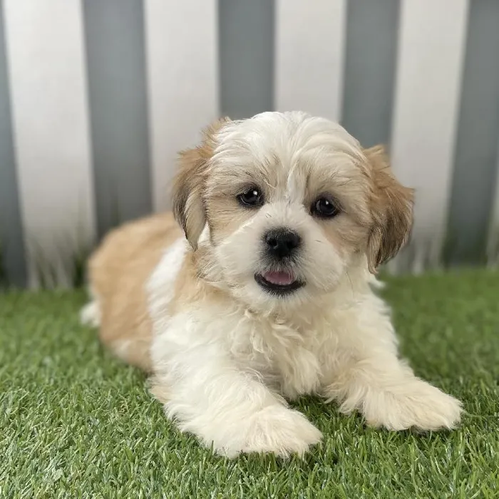 Male Lhasa Apso Puppy for Sale in Schererville, IN