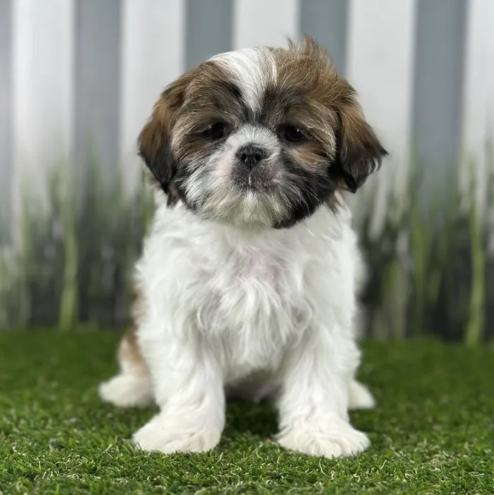 Female Shih Tzu Puppy for Sale in Indianapolis, IN