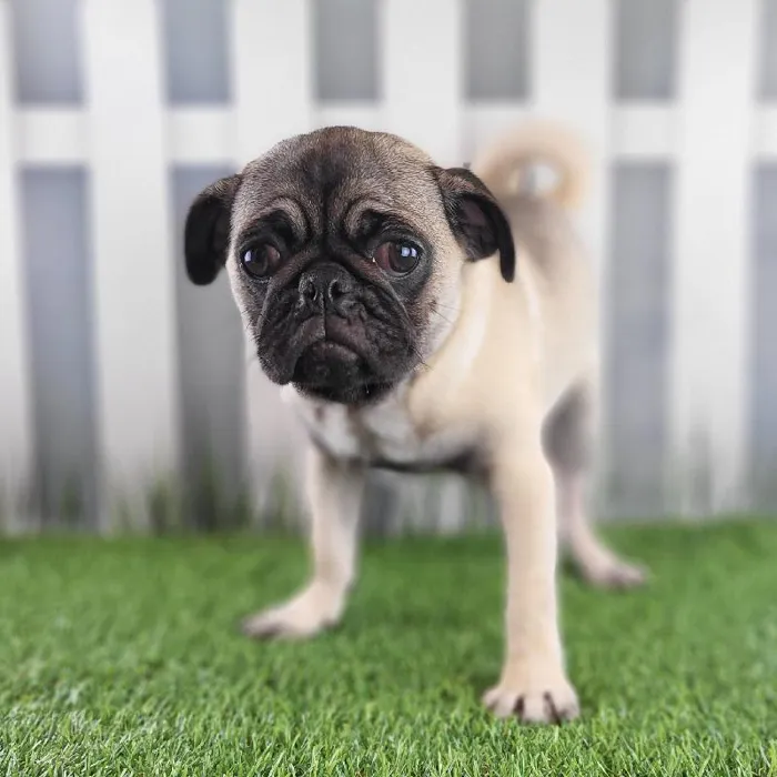 Female Pug Puppy for Sale in Schererville, IN