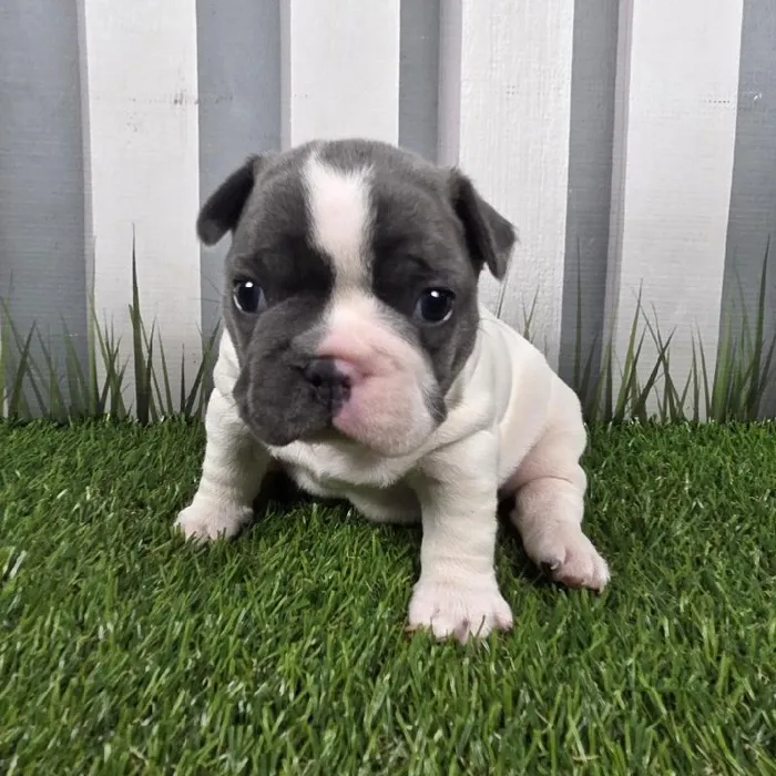 Male French Bulldog Puppy for Sale in Schererville, IN