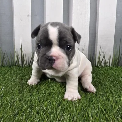 Male French Bulldog Puppy for Sale in Schererville, IN