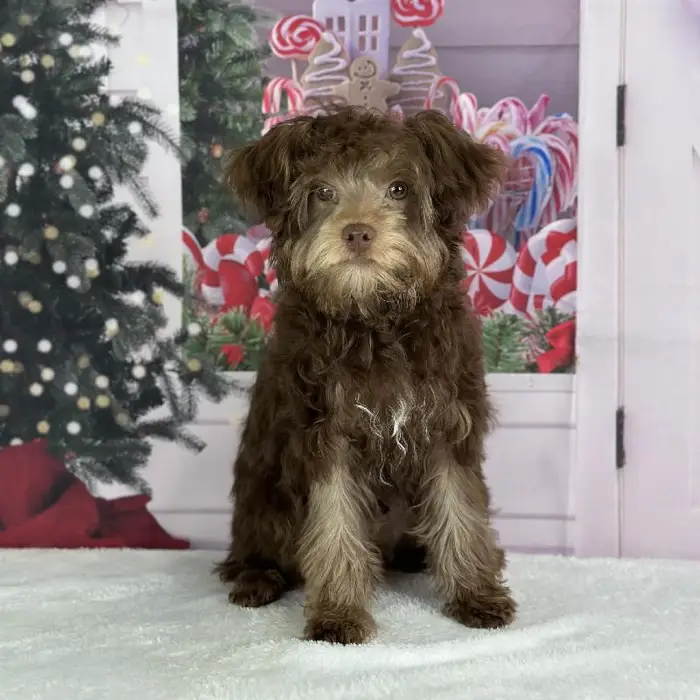 Male Yorkie-Poo Puppy for Sale in Schererville, IN
