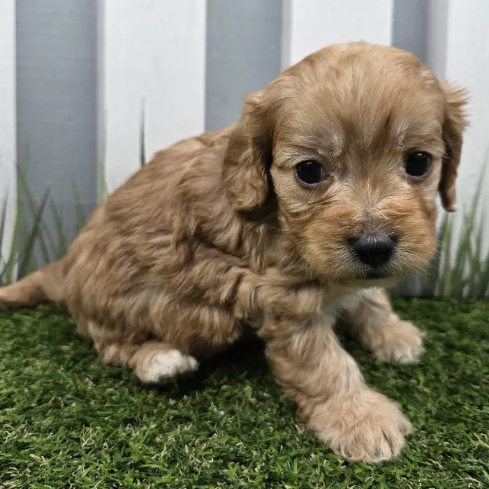 Female Cavapoo Puppy for Sale in Schererville, IN