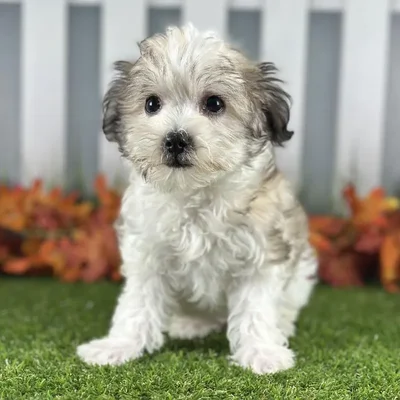 Male Coton De Tulear Puppy for Sale in Indianapolis, IN