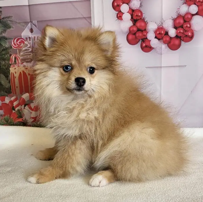 Female Pomeranian Puppy for Sale in Indianapolis, IN