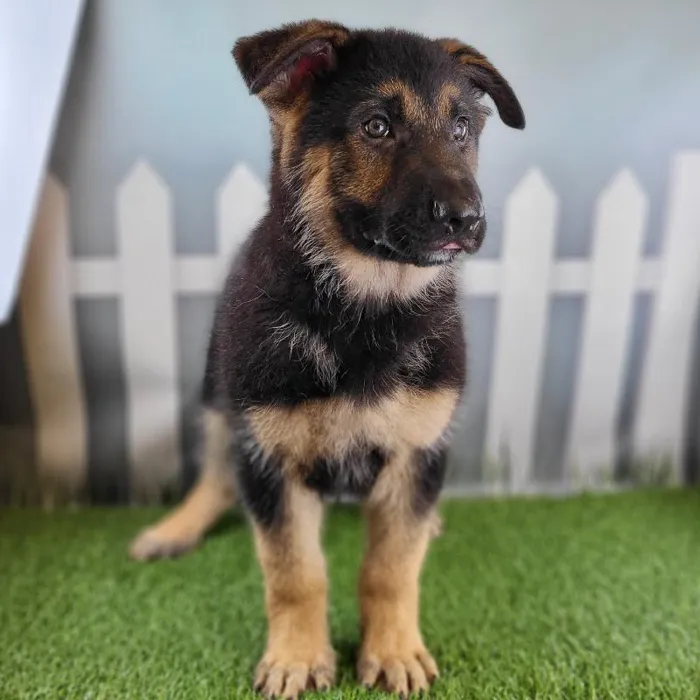 Male German Shepherd Puppy for Sale in Schererville, IN